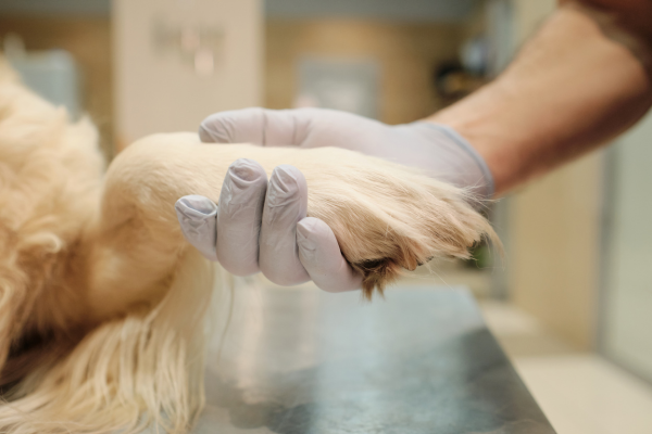 Veterinář podává ruku psovi